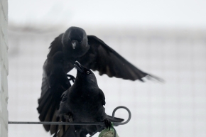 kauw (Coloeus monedula) 1-2025 2876